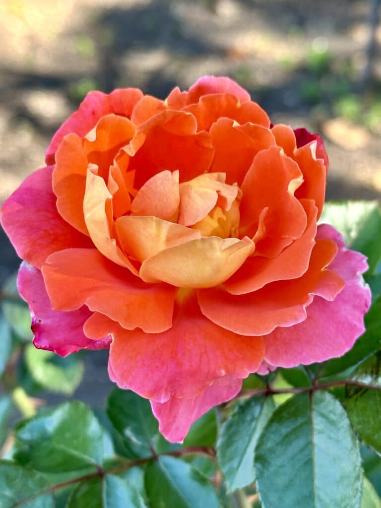 A rose in the Generalife gardens