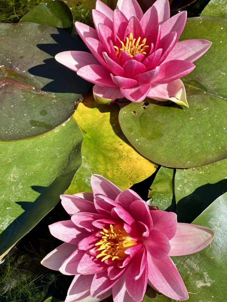 A water lily and lilypad