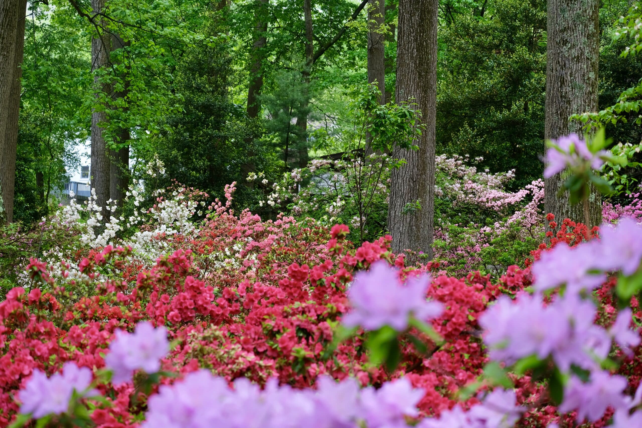 Pink, purple, and coral azaleas in bloom.