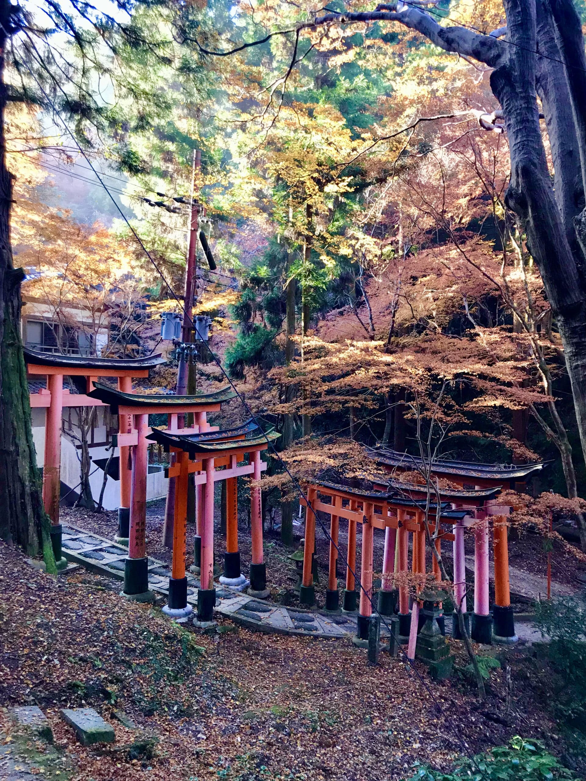 Torii gates descend down a hill surrounded by yellow and orange autumn foliage.