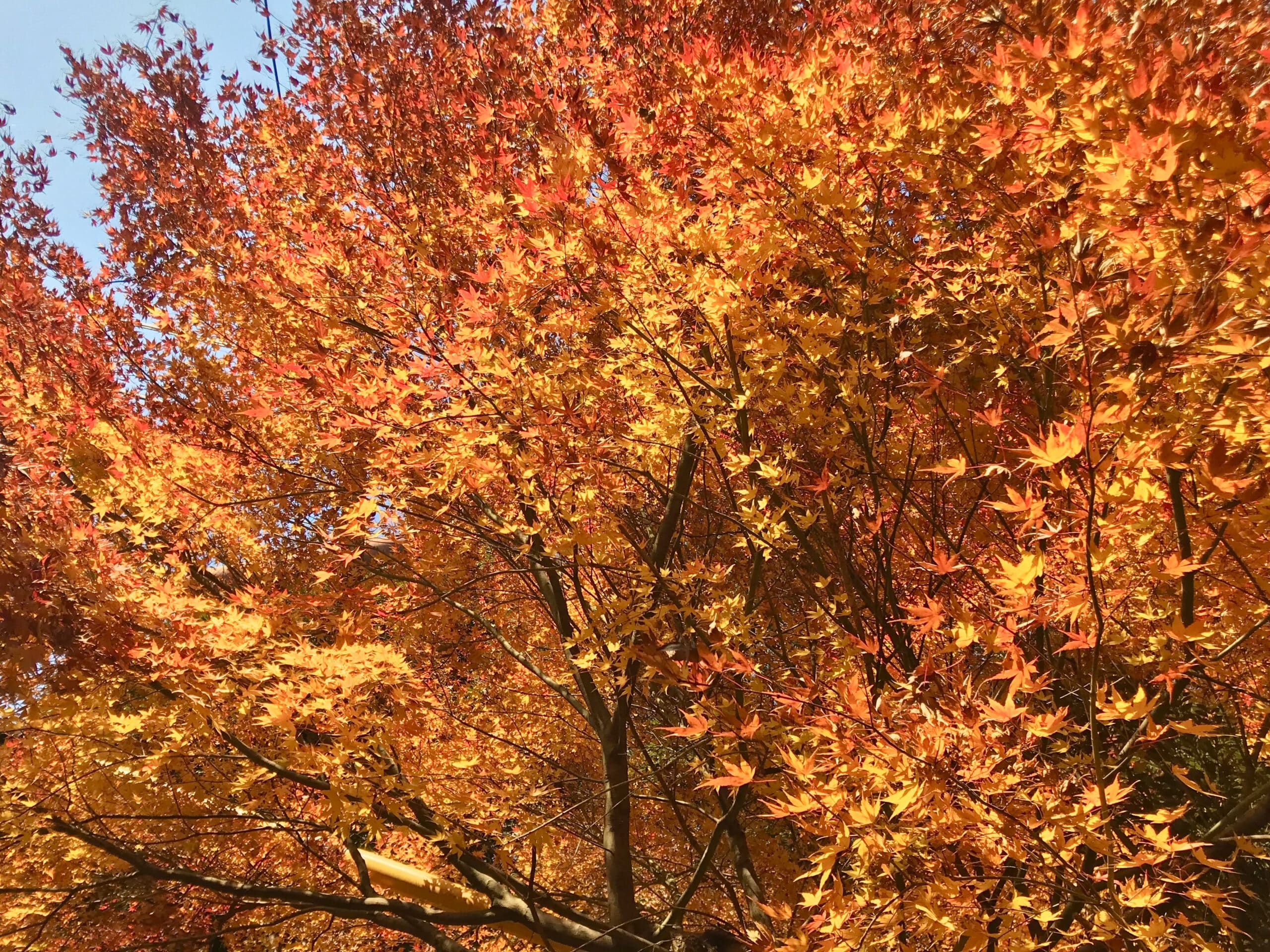 A japanese maple tree alight with fall color on Mt. Inari in Kyoto, Japan