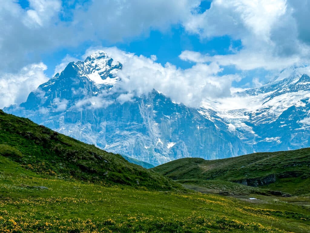 A field of cheery yellow wildflowers descends toward the mountains in the Jungfrau region of Switzerland