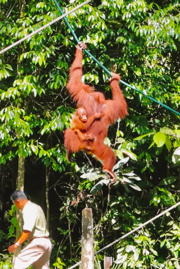 A mommy and baby orangutan at Semenggoh Wildlife Sanctuary in Malaysian Borneo.