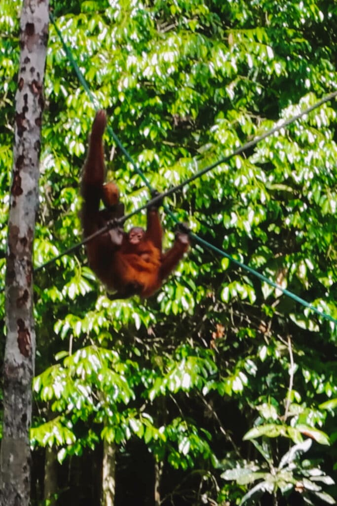 A mommy and baby orangutan at Semenggoh Wildlife Sanctuary in Malaysian Borneo.