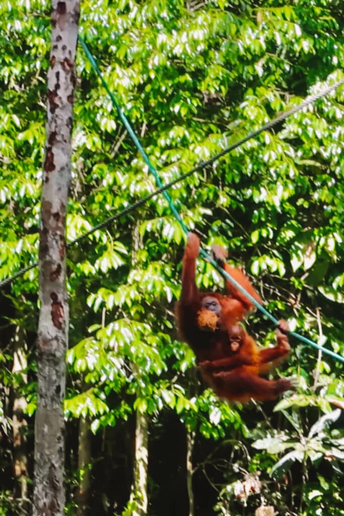 A mommy and baby orangutan at Semenggoh Wildlife Sanctuary in Malaysian Borneo.
