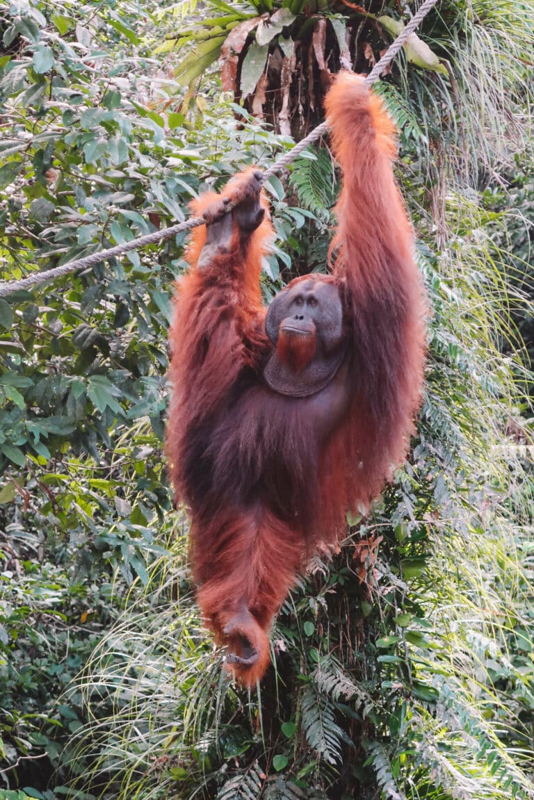 Orangutan hanging on a rope at Semenggoh Nature Reserve