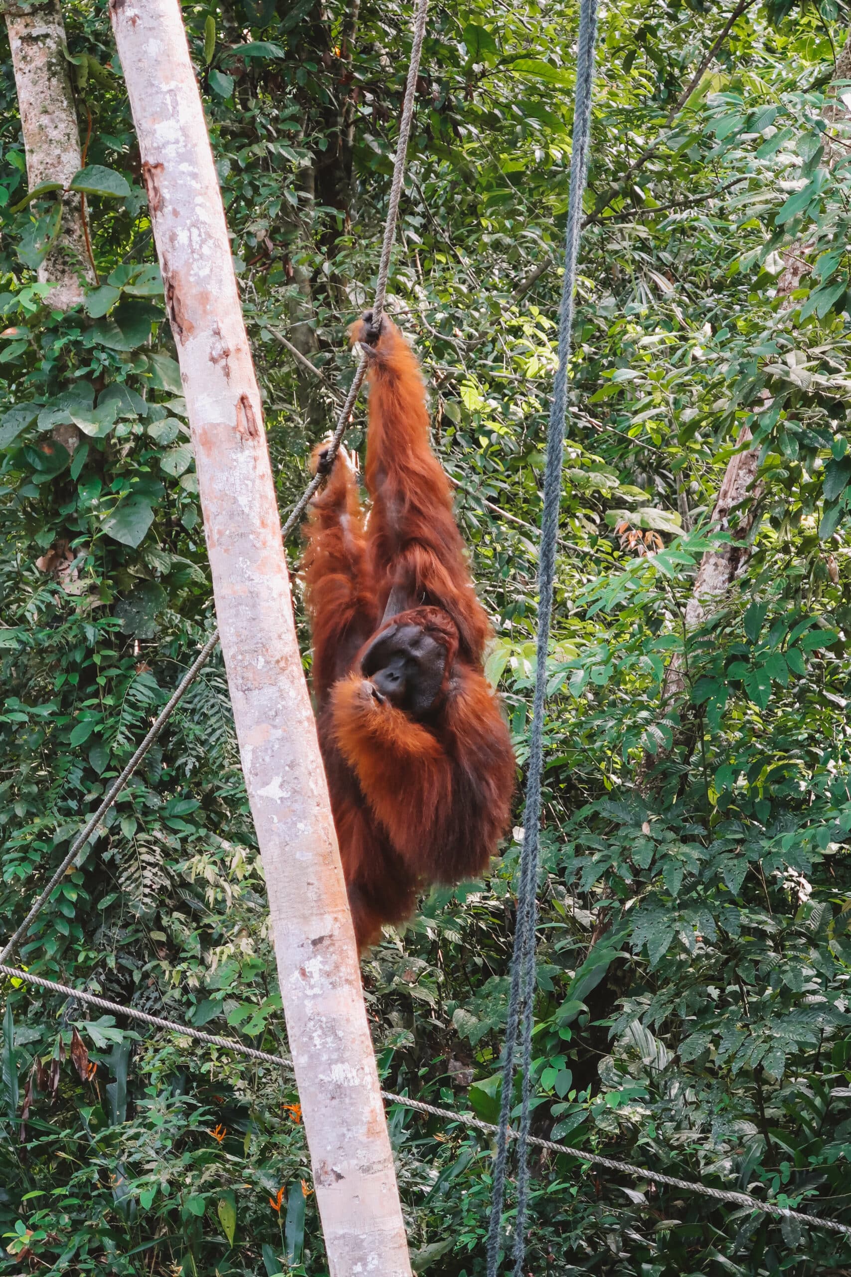 An adult male orangutan at Semenggoh Wildlife Sanctuary in Malaysian Borneo climbing a tree