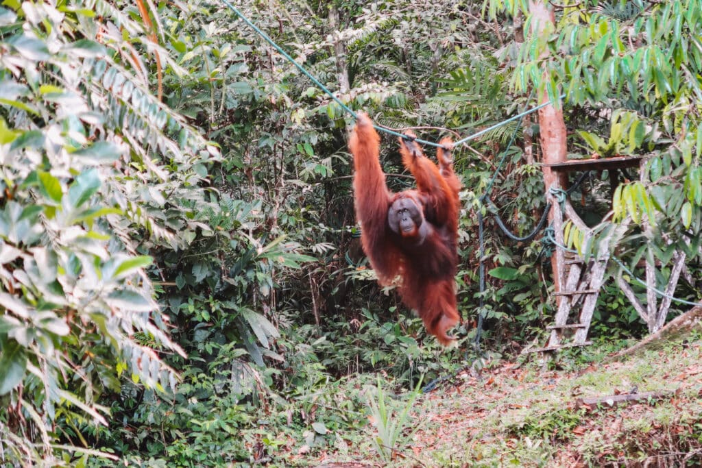 An adult male orangutan at Semenggoh Wildlife Centre in Malaysian Borneo swinging along a rope. The large male orangutan hangs by one arm from a rope, watching visitors from above at Semenggoh Nature Reserve.
