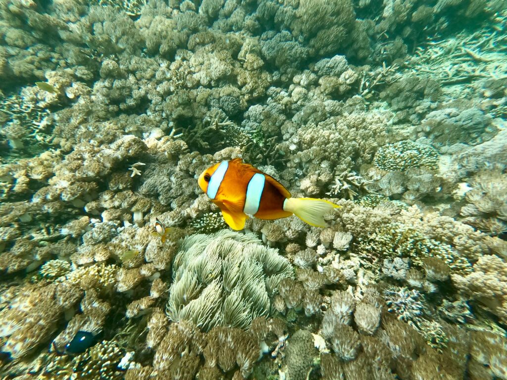A tropical fish in a reef in Bali