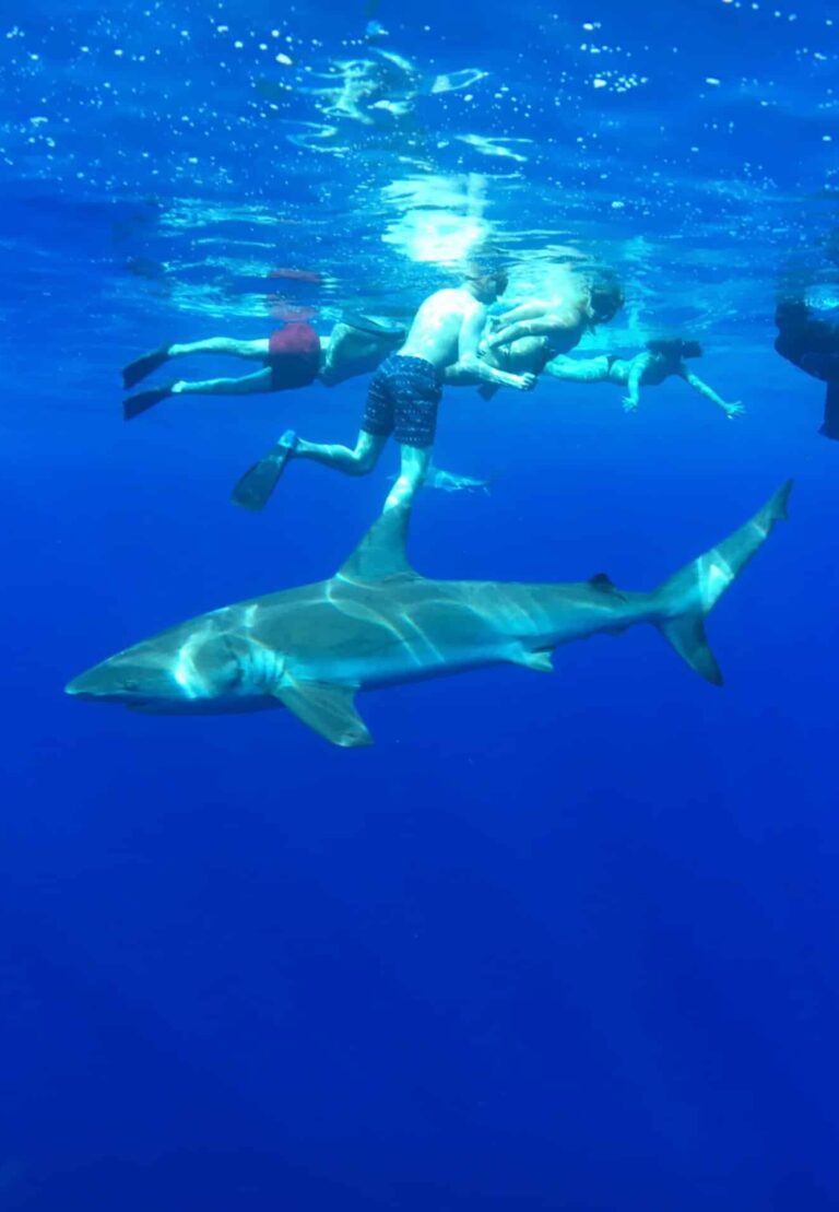 A shark passes the snorkelers. Char Across the World.