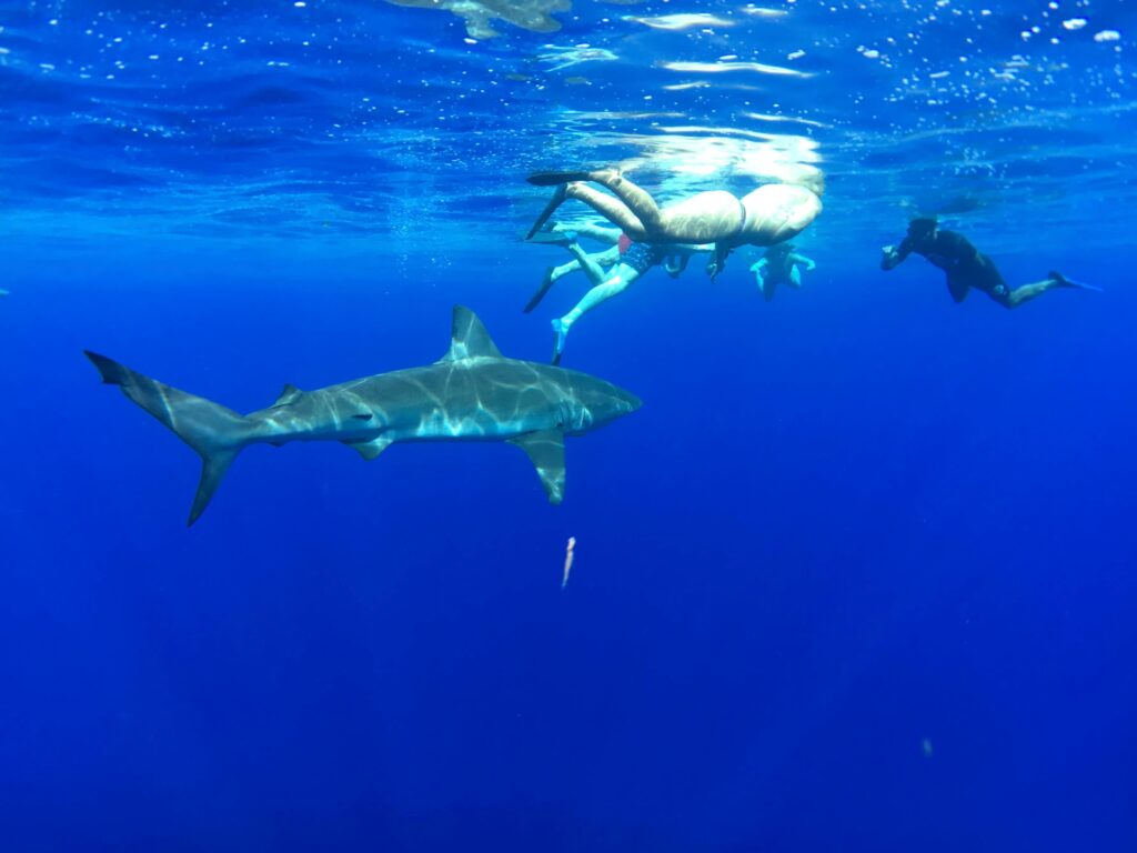 A large shark passing beneath snorkelers on a cageless sharkdiving tour in Hawaii