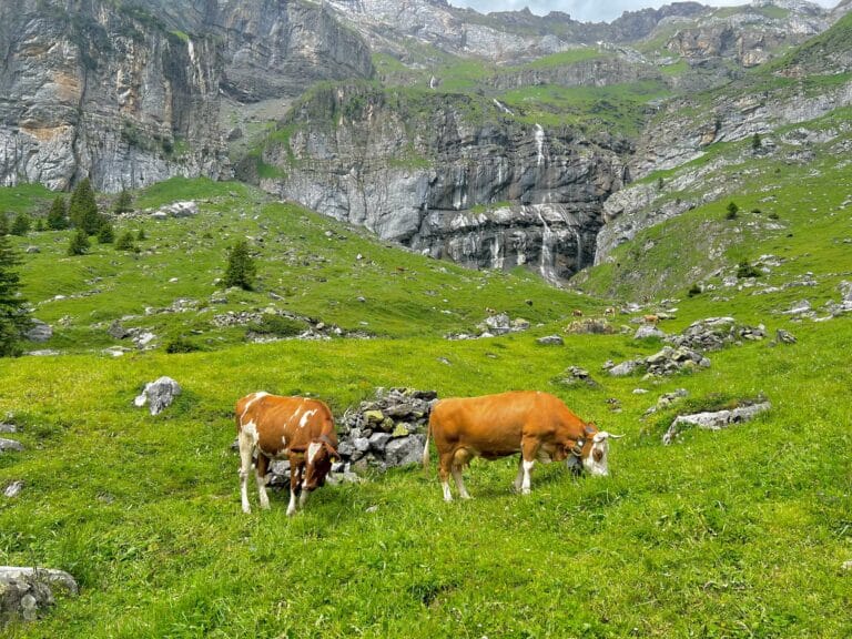 Happy cows with bells in the Swiss Alps