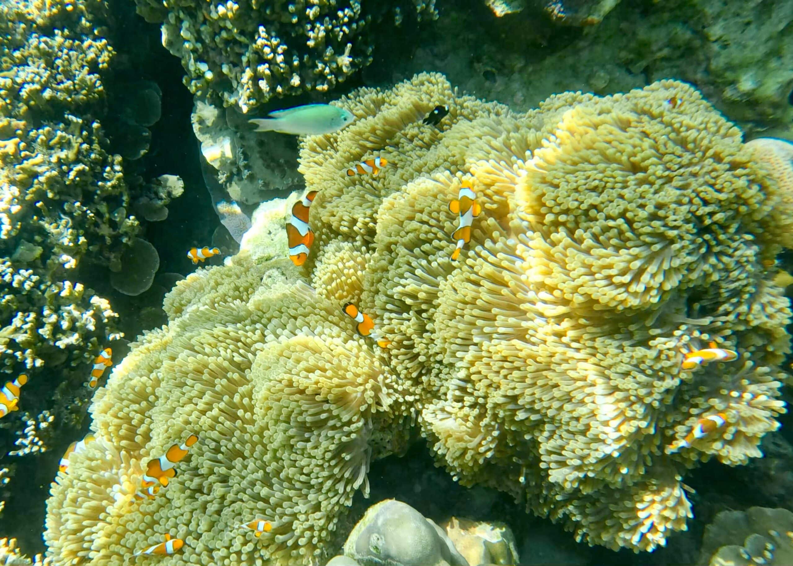 A large clownfish family