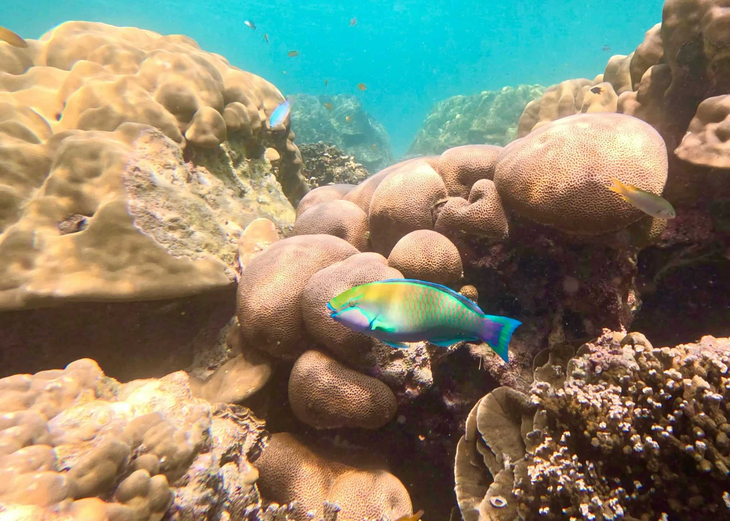 A Rainbow Parrotfish swims past a bulbous Brain Coral in the Surin Islands