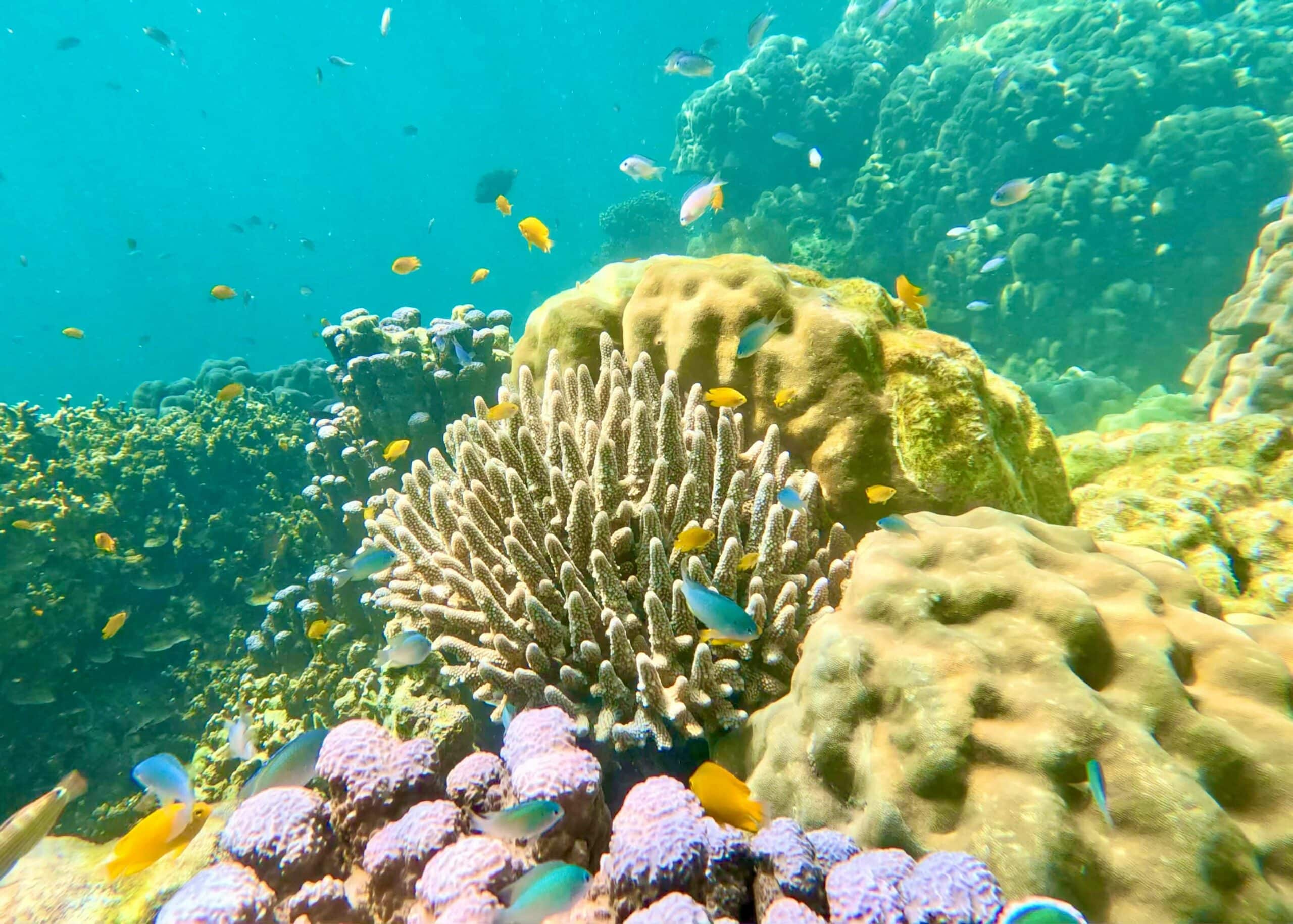 Vibrant marine life in the Surin Islands
