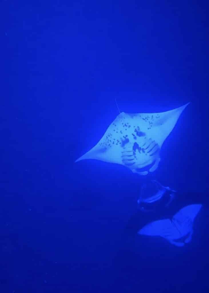Manta ray snorkel
