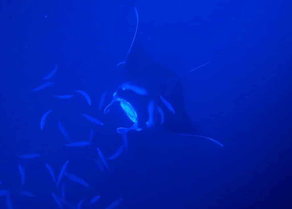 Giant Manta Ray, Big Island Hawaii. Photographed while swimming with manta rays on a night snorkel.