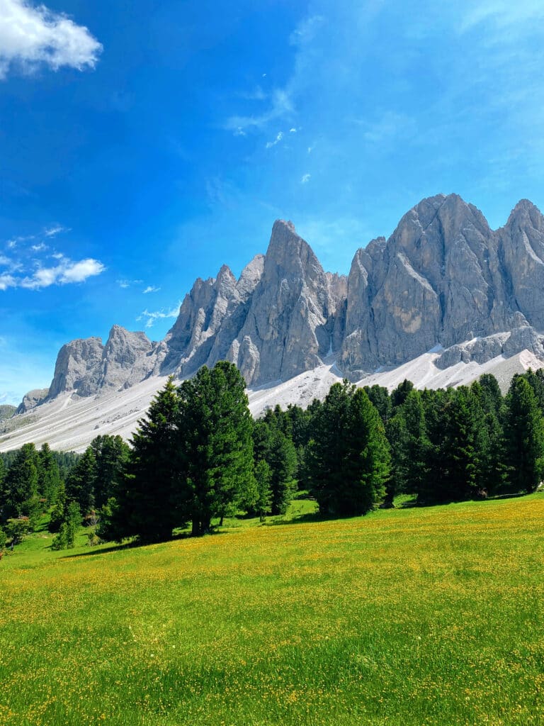 Buttercup meadow and spruce trees beneath the full Odle ridge under blue sky, Adolf Munkel Trail, Val di Funes