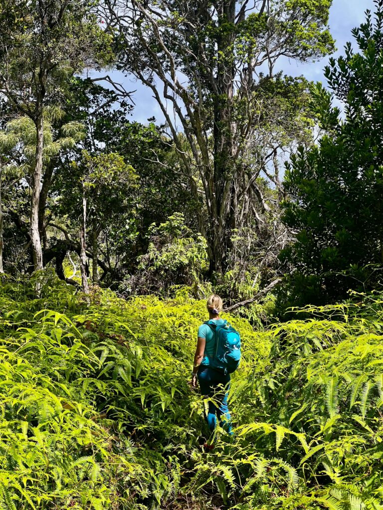 Uluhe fern forest