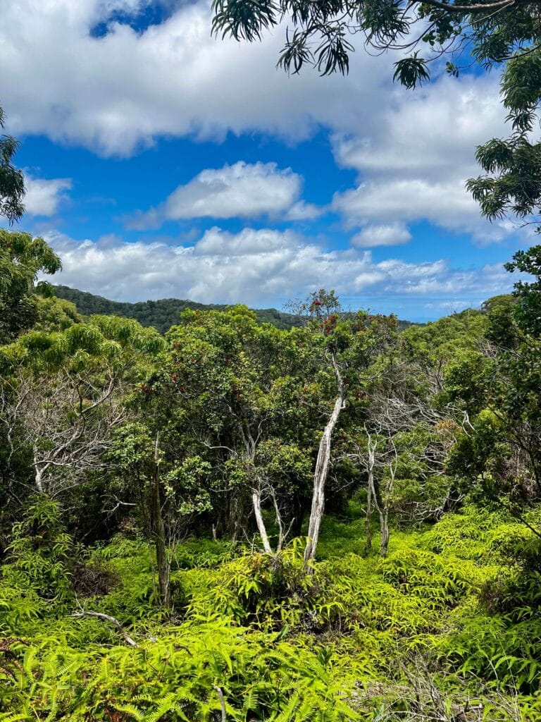 Ohia forest