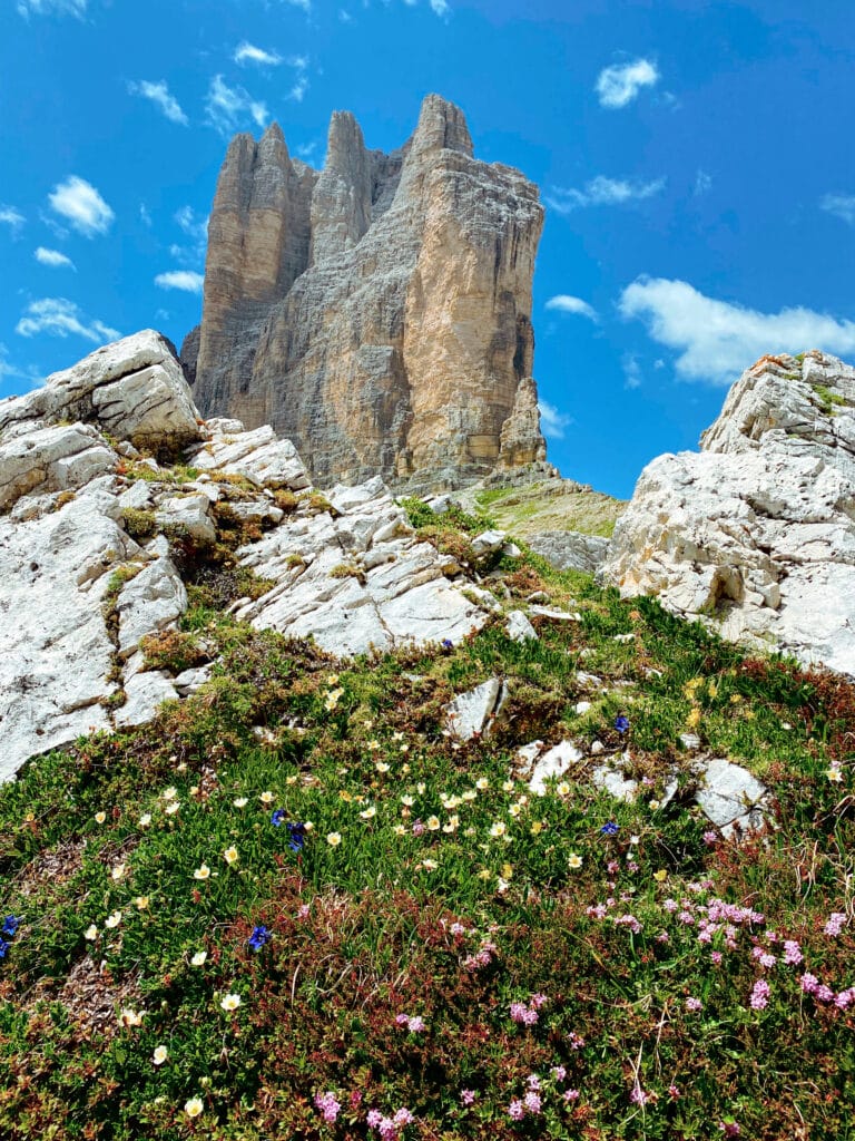 Wildflowers at Tre Cime, Dre Zinnen, Italian Dolomites
