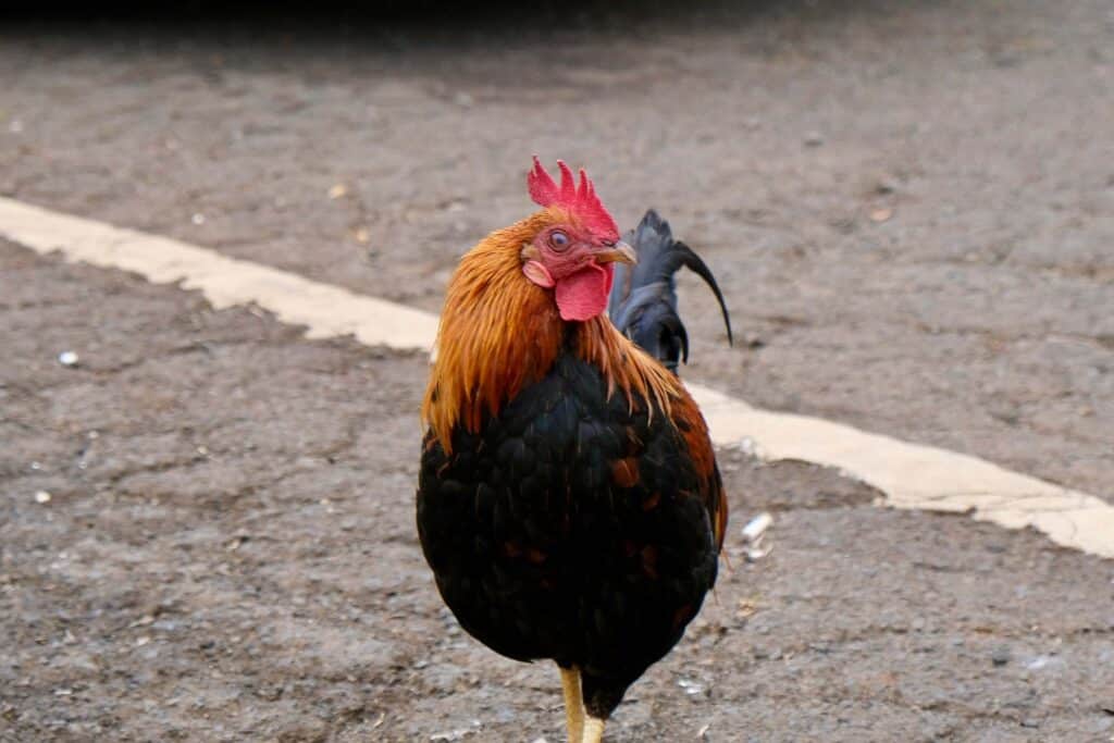Curious chickens at Koke'e State Park
