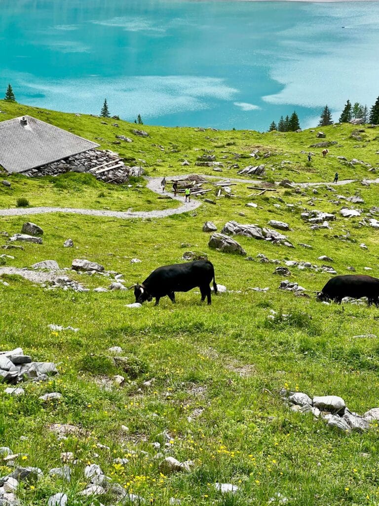 Black cows at Oeschinensee Lake