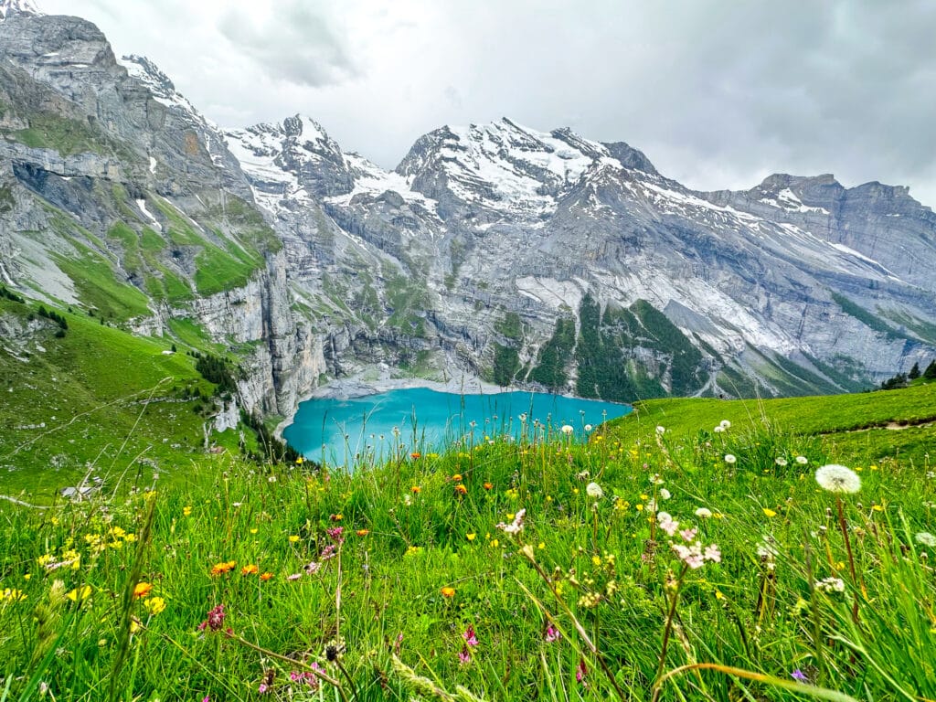 Alpine meadow of dandelions and mixed wildflowers overlooking Oeschinensee lake and the Bernese Oberland in summer