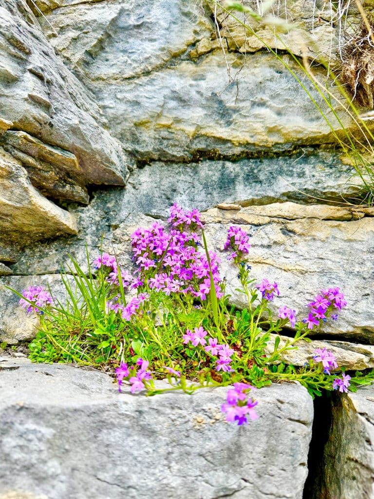 Tiny purple alpine flowers growing in a rocky crevice on the trail above Oeschinensee, Switzerland