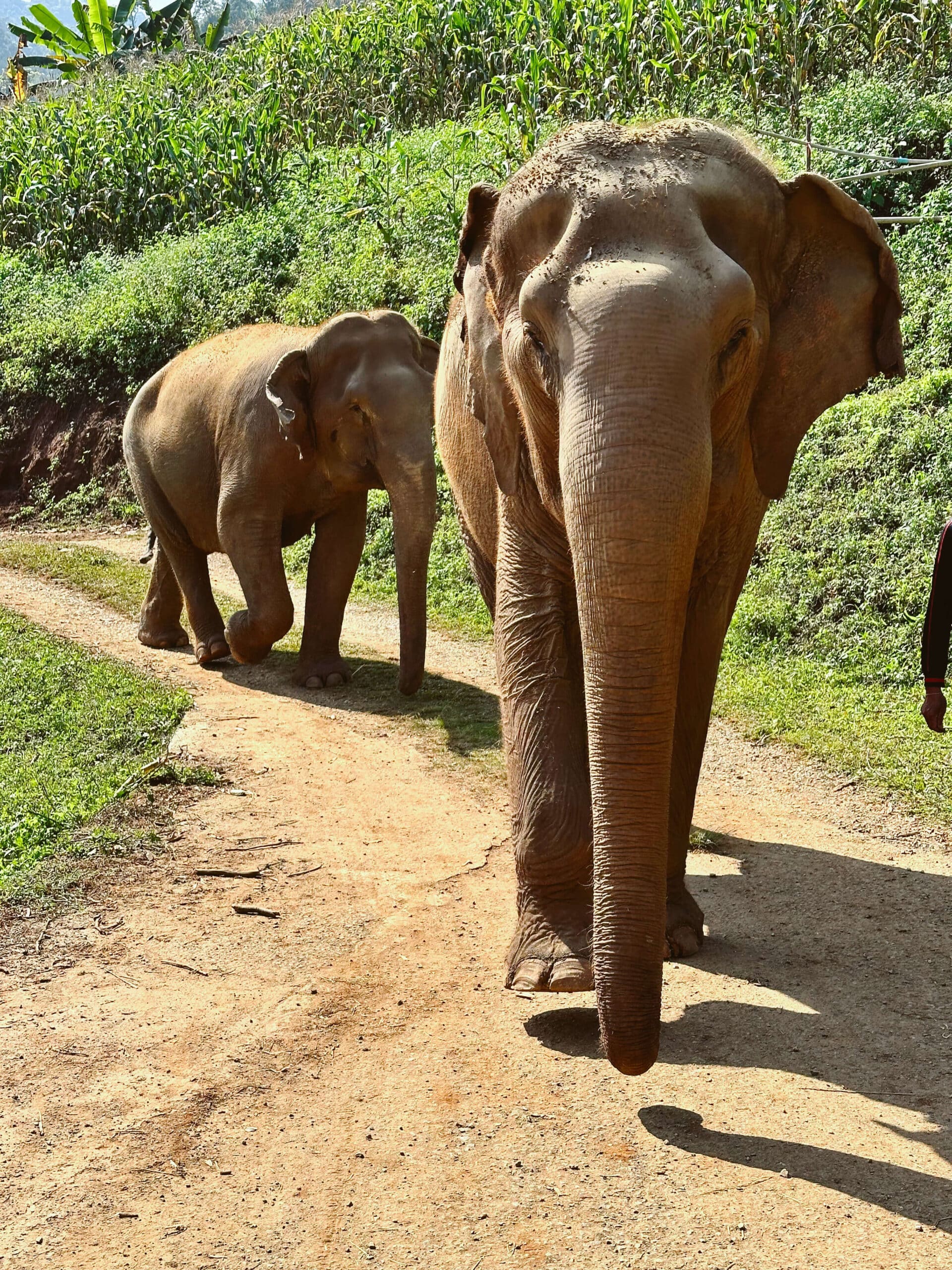 Walking elephants