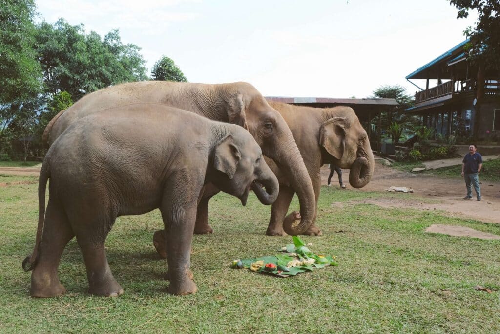 The elephant cake is devoured in seconds