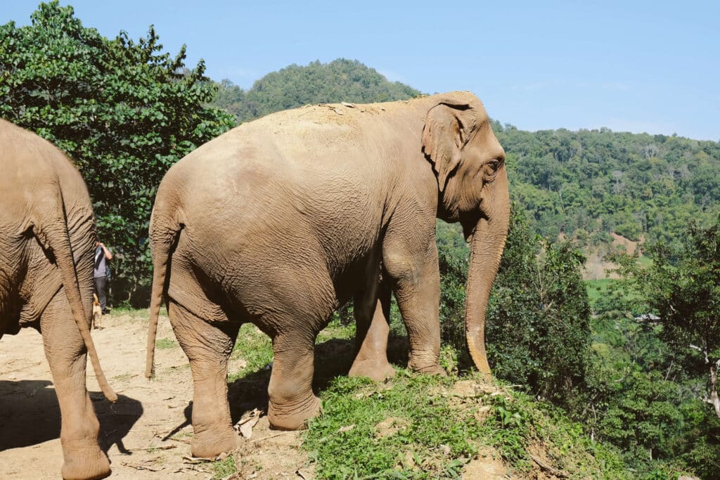 An Elephant taking in the view