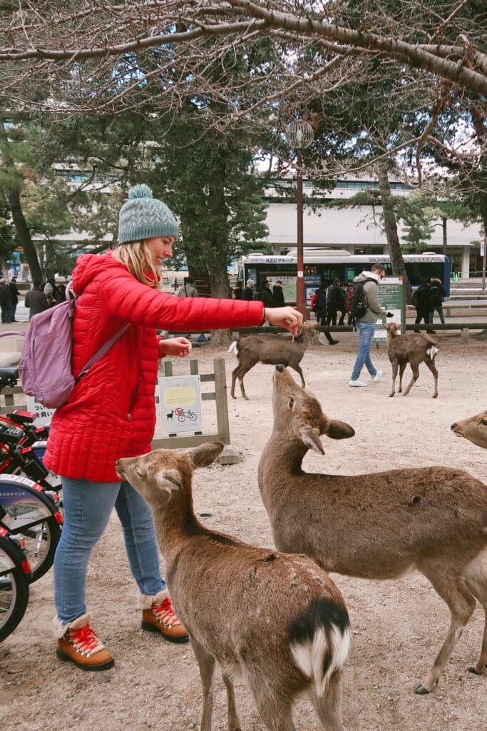 Feeding the shika deer at Nara Park a deer cookie.