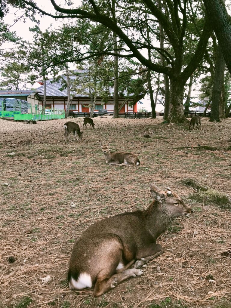 Sleepy deer at Nara Park