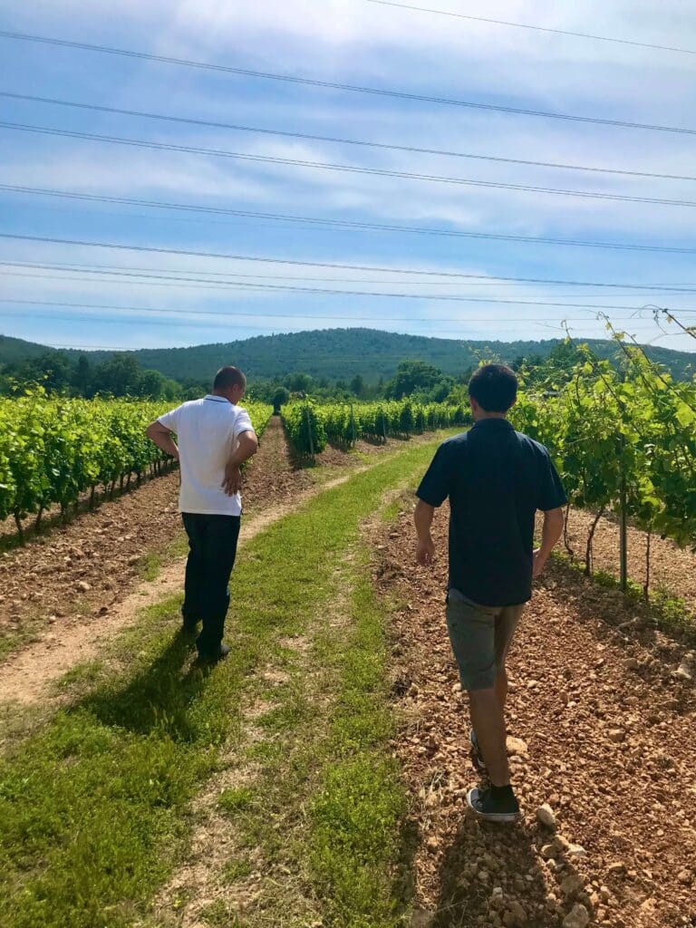 On our of the vines at Winery Rak, Sibenik