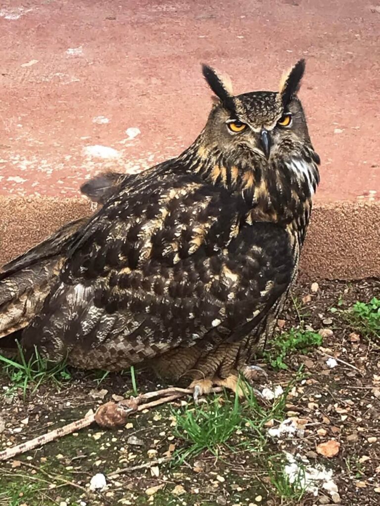 An inquisitive owl at the Falconry Center near Krka National Park