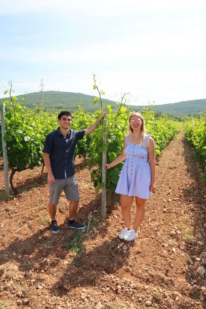 Learning about how to cultivate grapes at Winery Rak, Sibenik