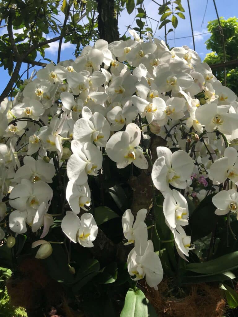 White orchids at the National Orchid Garden in Singapore