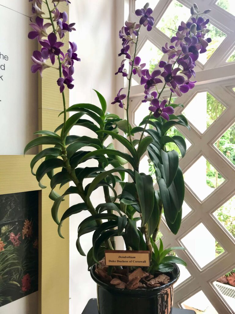 The Duke Duchess of Cornwall Orchid at the National Orchid Garden Singapore