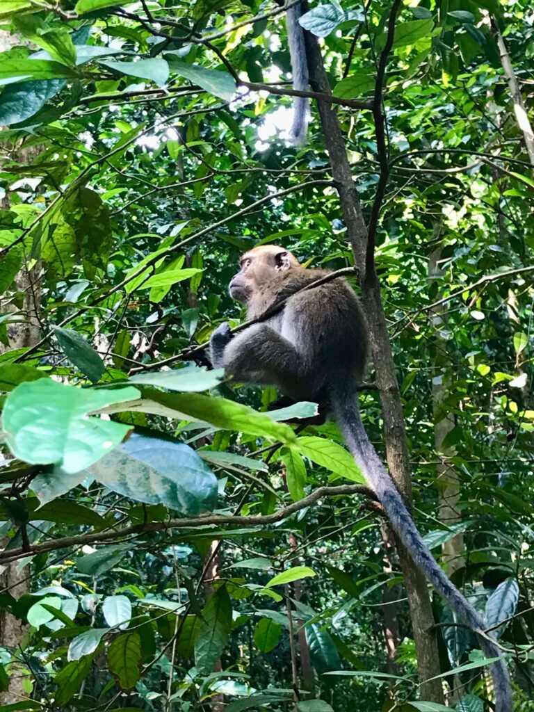 A long tailed Macaque Monkey