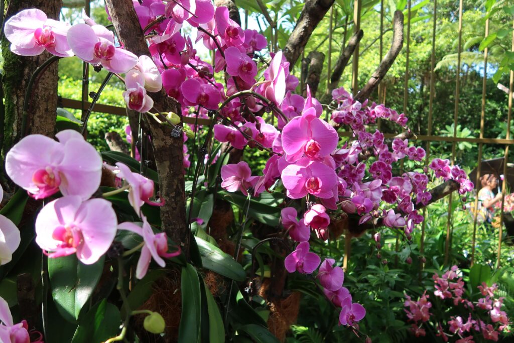 Hundreds of Orchids