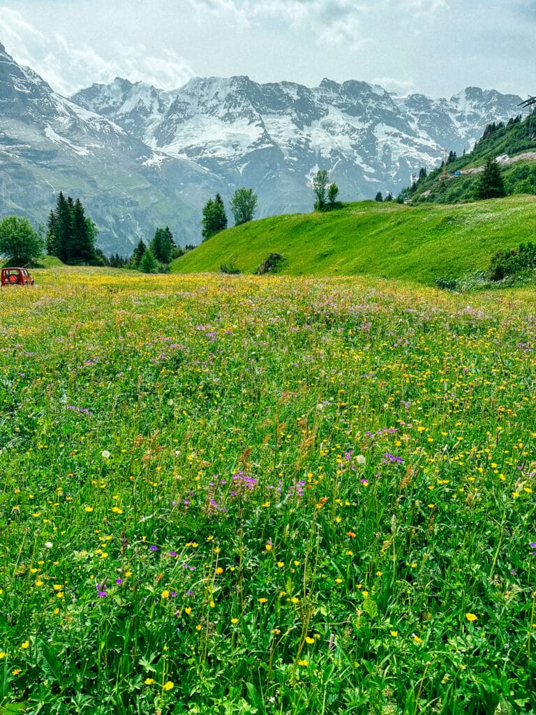 A meadow of buttercups