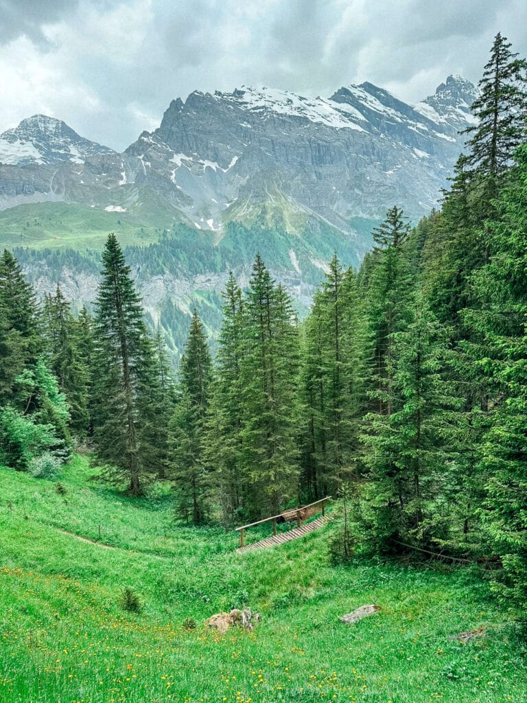 The trail also passes through pine forests