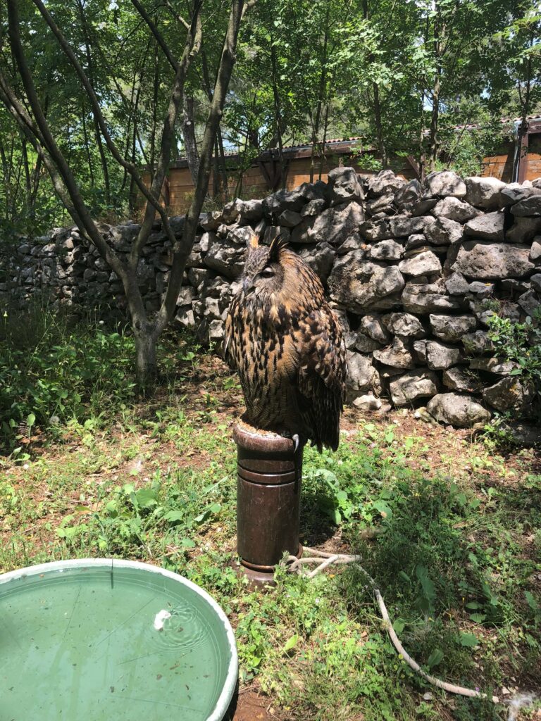 An owl at the falconry center