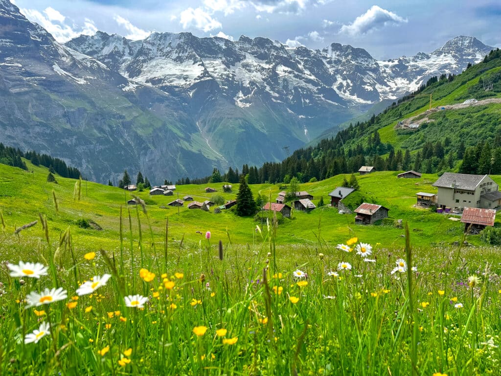 Daisies and yellow wildflowers in a summer meadow with traditional Swiss alpine huts and snow-covered peaks beyond, along the Mürren Northface Trail