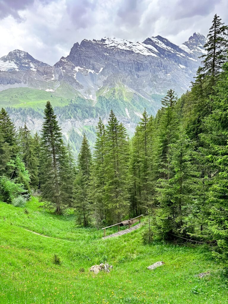 Spruce forest with a small wooden footbridge in a green valley below snow-dusted peaks on the Northface Trail near Mürren, Switzerland