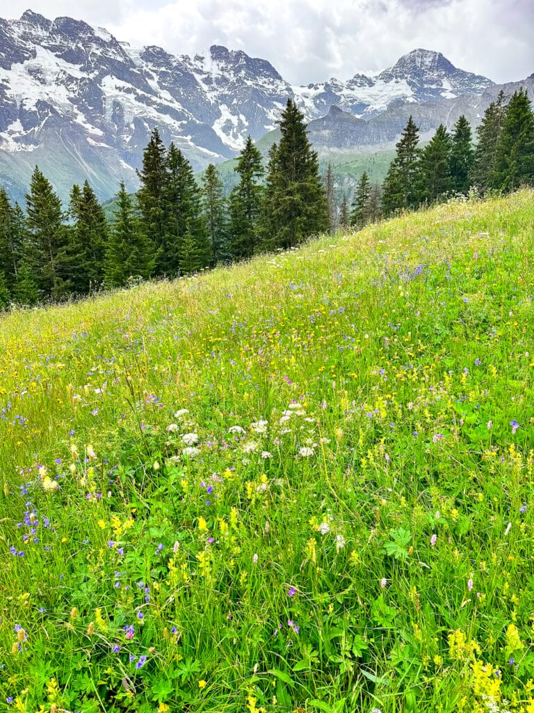 Uphill wildflower meadow with conifers and snow-streaked peaks beyond, along the Northface Trail above Mürren, Switzerland