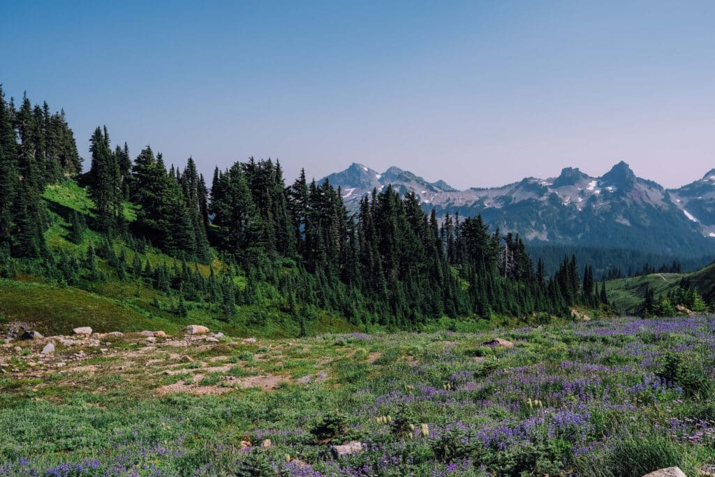 Meadow trail winding through pine forest with hazy mountain backdrop on the Skyline Loop Trail