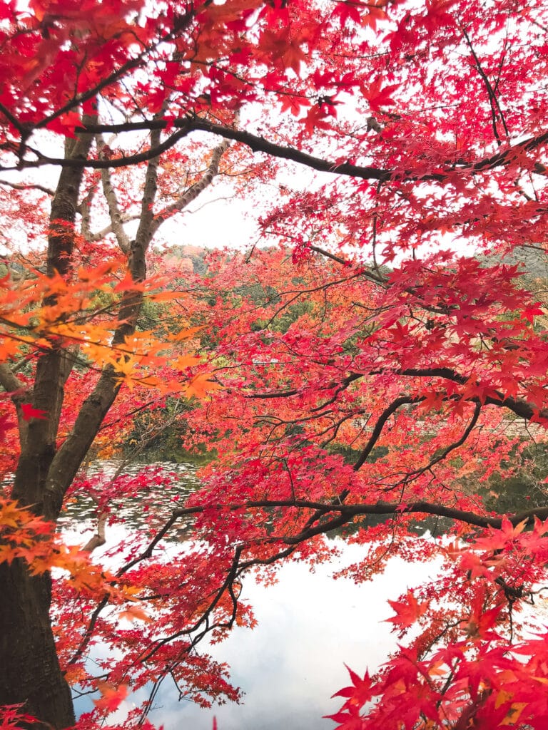 In autumn, the Japanese Maples that encircle Kyōyōchi Pond at Ryoan-ji temple come alight in shades of red and gold.