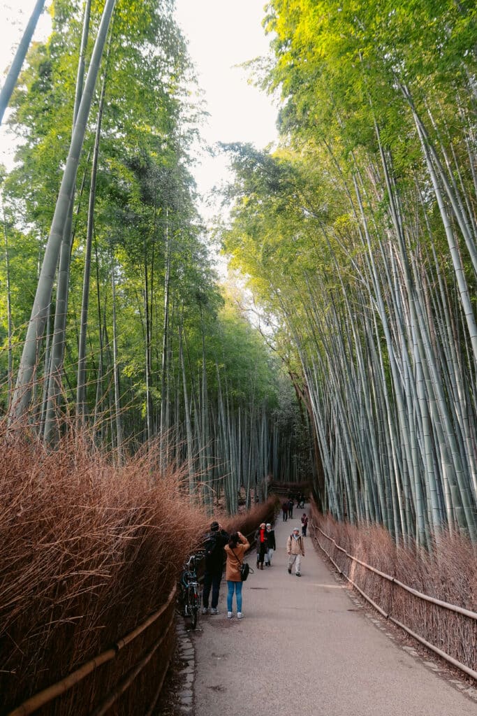 "Visitors walking through the Arashiyama Bamboo Forest in Kyoto, Japan, with golden morning light filtering through the tall green stalks."